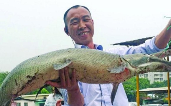 广州小区湖内大量锦鲤莫名消失 大叔大战3天擒拿“湖怪”