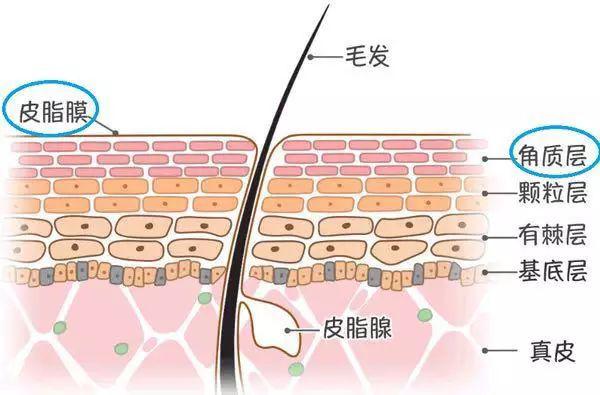 一换季，满城尽是敏感肌？友肌还你美丽健康肌！