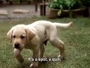 导盲犬小Q Quill: The Life of a Guide Dog 电影英文版预告片 2012