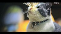 喵星人抢不到 01 萌猫频失恋奋勇寻真爱