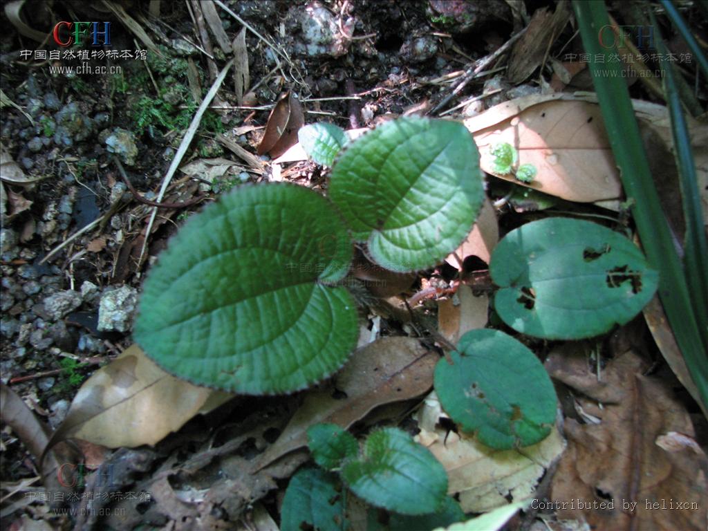 锦香草(2)