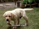 导盲犬小Q Quill: The Life of a Guide Dog 美版预告【人人爱电影】