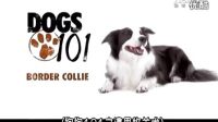 【边牧 边境牧羊犬 - Border Collie】_标清