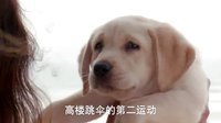 《神犬小七 第二季》欧叶小七初相遇