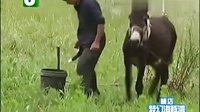 20160811-宠物驴挣脱铁链公路遛弯 被路人牵走送驴肉馆