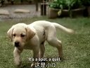 导盲犬小Q北美上映人狗真情相伴